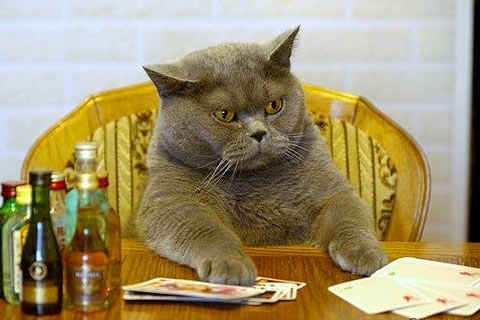 Funny Cat Playing Poker